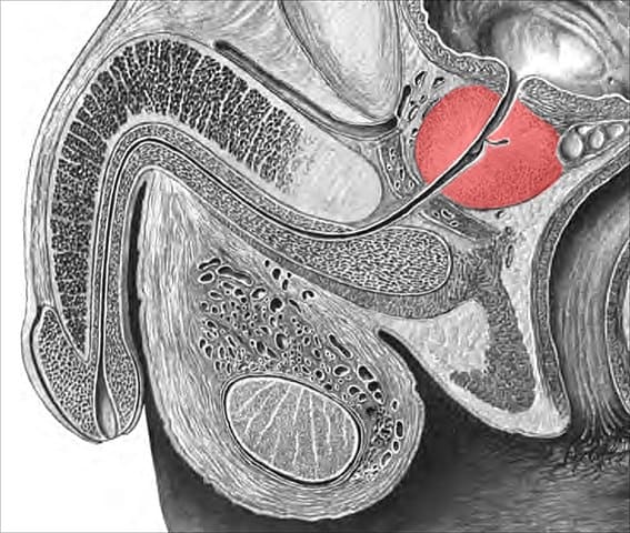 Dibujo anatómico en corte transversal de la pelvis masculina con la próstata resaltada en rojo