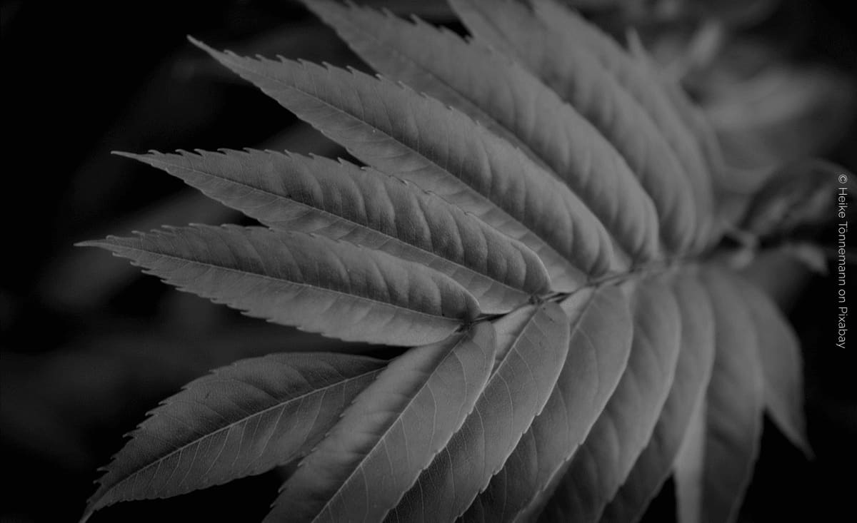 De raíces y copas: ¿Qué es la dendrofilia?